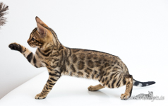  Bengal Jena